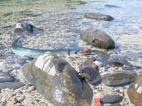 デカダツ（オキザヨリ）