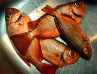 ホウセキキントキ