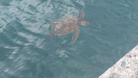 ウミガメ君