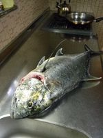 GT（ロウニンアジ）捌き前